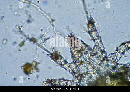 Bodenmikroorganismen wie Nematoden, Mikroarthropoden, Mikroarthropoden, Tardigrade und Rotoren eine Bodenprobe, Bodenpilze und Bakterien auf einem Regen Stockfoto