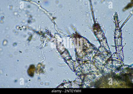 Bodenmikroorganismen wie Nematoden, Mikroarthropoden, Mikroarthropoden, Tardigrade und Rotoren eine Bodenprobe, Bodenpilze und Bakterien auf einem Regen Stockfoto