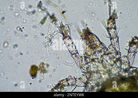 Bodenmikroorganismen wie Nematoden, Mikroarthropoden, Mikroarthropoden, Tardigrade und Rotoren eine Bodenprobe, Bodenpilze und Bakterien auf einem Regen Stockfoto