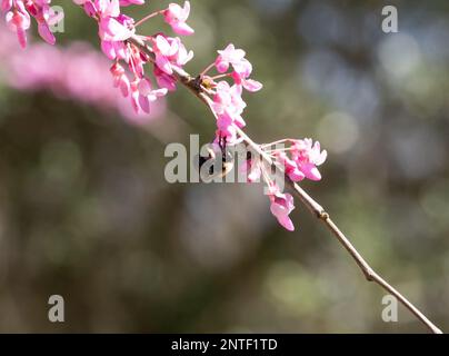 Eine Hummel, die Pollen sammelt, während sie sich an einer rosafarbenen Ost-Redbud-Blume festhält. Mit geringer Schärfentiefe fotografiert. Stockfoto