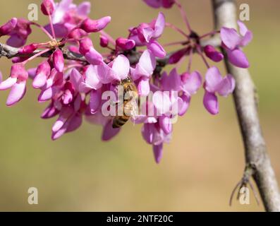 Nahaufnahme einer Honigbiene, die im Frühling Pollen aus einer fuchsiafarbenen Blüte auf einem östlichen Rotbudenbaum sammelt. Stockfoto