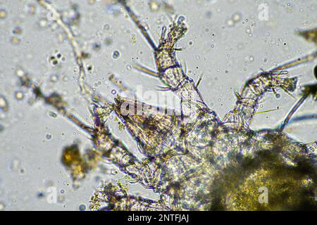 Bodenmikroorganismen wie Nematoden, Mikroarthropoden, Mikroarthropoden, Tardigrade und Rotoren eine Bodenprobe, Bodenpilze und Bakterien auf einem Regen Stockfoto