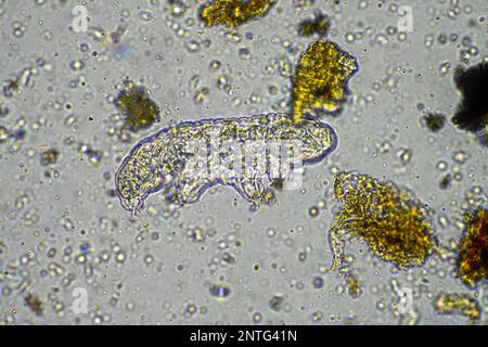 Bodenmikroorganismen wie Nematoden, Mikroarthropoden, Mikroarthropoden, Tardigrade und Rotoren eine Bodenprobe, Bodenpilze und Bakterien auf einem Regen Stockfoto