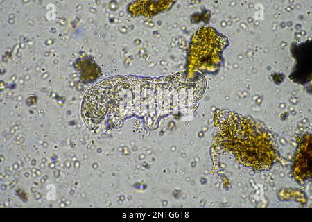 Bodenmikroorganismen wie Nematoden, Mikroarthropoden, Mikroarthropoden, Tardigrade und Rotoren eine Bodenprobe, Bodenpilze und Bakterien auf einem Regen Stockfoto