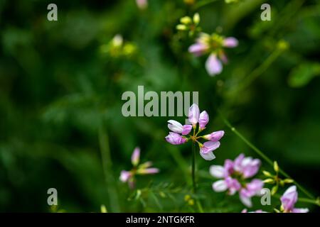Im Wald wachsende Sortenblume der Securigera, aus nächster Nähe Stockfoto