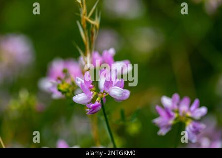 Im Wald wachsende Sortenblume der Securigera, aus nächster Nähe Stockfoto