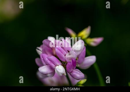 Im Wald wachsende Sortenblume der Securigera, aus nächster Nähe Stockfoto