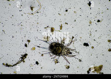 Bodenmikroorganismen wie Nematoden, Mikroarthropoden, Mikroarthropoden, Tardigrade und Rotoren eine Bodenprobe, Bodenpilze und Bakterien auf einem Regen Stockfoto