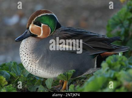 Ein Gemeiner Teal x Baikal Teal Hybrid, Anas crecca x Sibirionetta formosa, ruht am Ufer eines Sees. Stockfoto