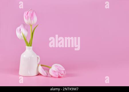 Weiße Frühlings-Tulpenblüten mit pinkfarbener Spitze in Vase auf pinkfarbenem Hintergrund mit Kopierbereich Stockfoto