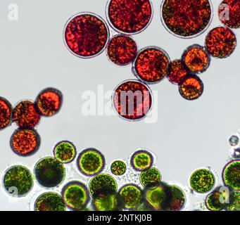 Haematococcus pluvialis Grün- und Zystenalgen unter mikroskopischer Sicht, leerer Raum - Hämatozyste, aktive und ruhende Zellen, starkes Antioxidans Astaxanth Stockfoto