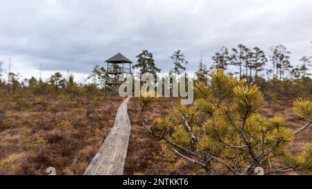 Ein natürlicher Blick auf das Moor mit einer Holzpromenade, die sich durch das Moor schlängelt Stockfoto