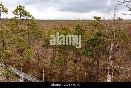 Blick auf die Natur des Sumpfes mit einem hölzernen Wanderweg, der sich durch das Sumpfgebiet schlängelt Stockfoto