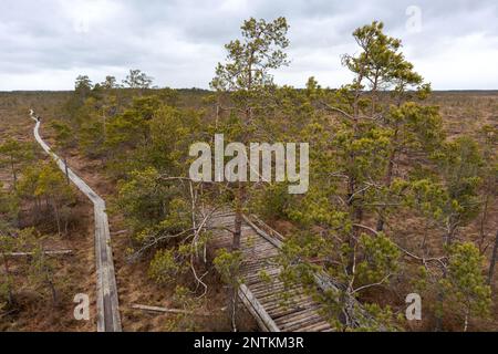 Blick auf die Natur des Sumpfes mit einem hölzernen Wanderweg, der sich durch das Sumpfgebiet schlängelt Stockfoto