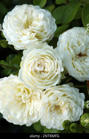 Wunderschöne blühende weiße Rosen im Busch draußen, Nahaufnahme Stockfoto