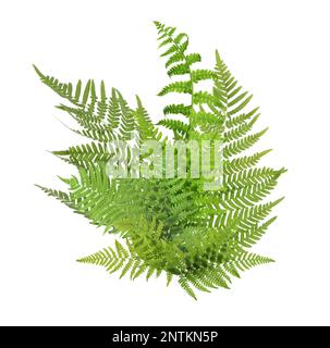 Wunderschöne tropische Farnblätter auf weißem Hintergrund Stockfoto