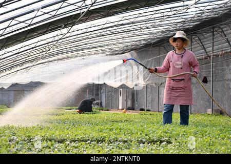 BINZHOU, CHINA - 28. FEBRUAR 2023 - Ein Landwirt Bewirtschaftet Wassermelonen in einem Gewächshaus im Bezirk Huimin, Stadt Binzhou, Provinz Shandong, China, F Stockfoto