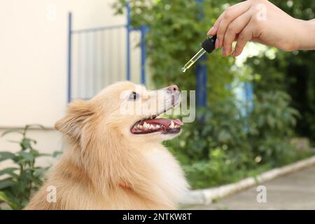 Frau, die dem süßen Hund draußen Tinktur gibt, Nahaufnahme Stockfoto