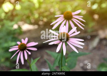 Wunderschöne rosafarbene Echinacea-Blumen wachsen an sonnigen Tagen im Freien Stockfoto