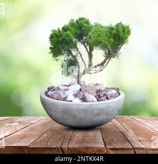 Schöner Bonsai-Baum im Topf auf Holztisch im Freien Stockfoto