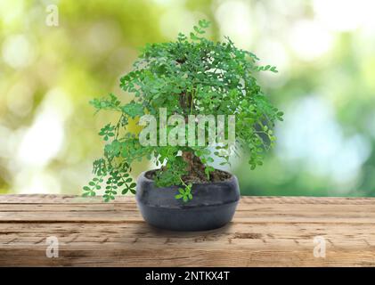 Schöner Bonsai-Baum im Topf auf Holztisch im Freien Stockfoto