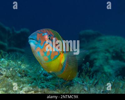 Kunstvoll verzierte Rasse aus Zypern - Thalassoma pavo Stockfoto