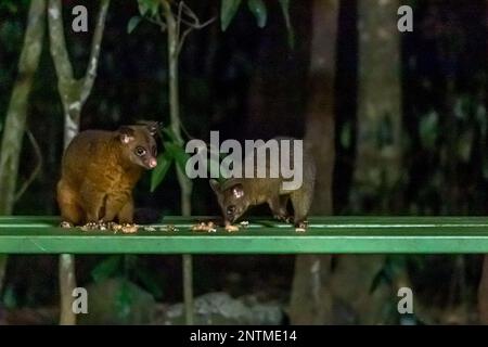 Zwei Common Brushtail Possums essen Erdnüsse in einer Fütterungsstation, Australien. Stockfoto