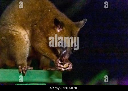 Nahaufnahme von Common Brushtail Possum Eating Peanuts in einer Fütterungsstation, Australien Stockfoto