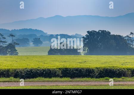 Teeplantage vor den Bergen, Malanda, Queensland, Australien. Stockfoto