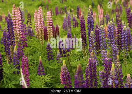 Die Landschaft eines Feldes, bedeckt von Lupinen und Grün an einem sonnigen Tag Stockfoto