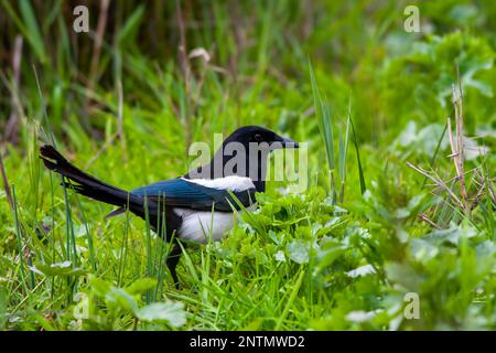 Vogel, der sich auf Gras umsieht, eurasische Magpie, Pica pica Stockfoto