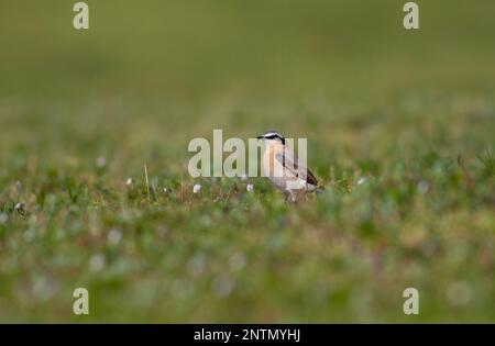 Vogelbeobachtung auf dem Gras, Collared Pratincole, Glareola pratincola Stockfoto