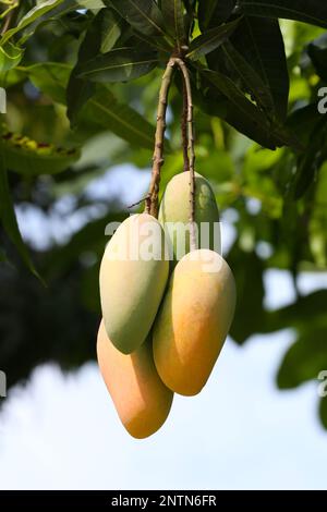 Mahachanok Mango am Baum im Obstgarten, unreife Mango am Baum in Obstgärten in Thailand. Stockfoto