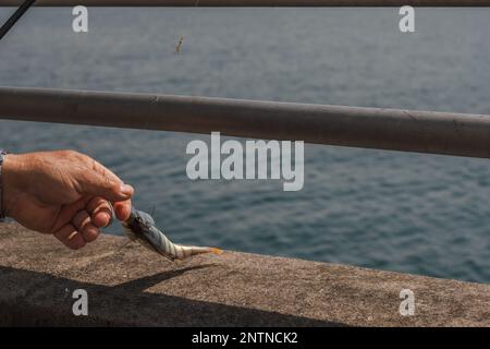 Mit der Hand an der Leine gezogen wird, an der der Fisch gefangen wird. Fischerbarsch im Genfer See. Perca fluviatilis. Gemeine Sitzbank. Ein gesundes Leben Stockfoto