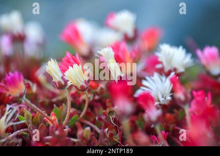Dorotheanthus bellidiformis (früher bekannt als Mesembryanthemum criniflorum) ist ein saftiges mattenbildendes, ganzjähriges/jährliches, in manchen Fällen einheimisches, zartes, saftiges, mattenbildendes, weißes, weißes, weiches und weiches Gebräu Stockfoto