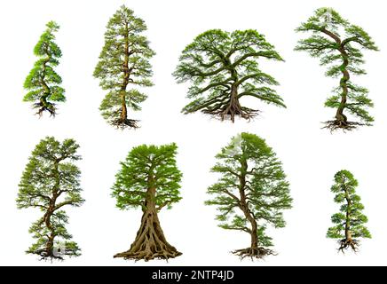 Baumset, Sammlung wunderschöner Pflanzen Stockfoto