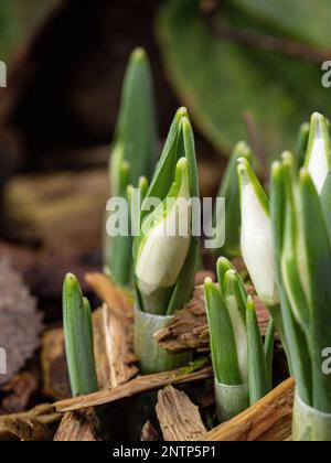 Eine Gruppe aufstrebender Schneetropfenblätter und Blumen, die durch eine Rindenabdeckung auftauchen. Stockfoto