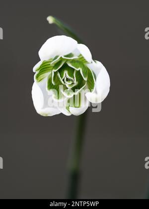 Eine einzelne Blume des doppelten Schneegropfens Galanthus „Ophelia“ mit den grünen Rändern der inneren Blütenblätter Stockfoto