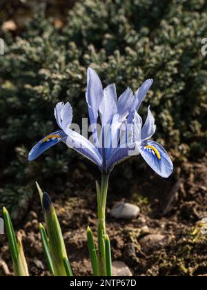 Die zarten Himmelsblüten der Iris reticulata „Alida“ Stockfoto