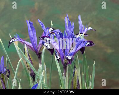 Die zarten blauen Blüten von Iris reticulata „Blue Note“ Stockfoto
