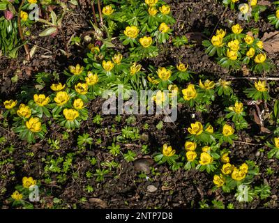 Eine Gruppe gelber Winterakoniten (Eranthis hyemalis), die in der Frühlingssonne blühen. Stockfoto