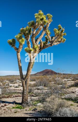 Joshua Tree, Ascherkegel, Aikens Mine Road, Cinder Cones Lava Beds, Mojave Desert, Mojave National Preserve, Kalifornien, USA Stockfoto