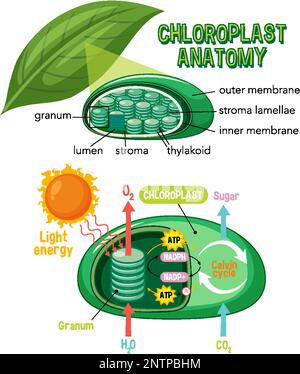 Schaubild zur Chloroplast-Anatomie für die Biologie- und Biowissenschaftsausbildung Stock Vektor