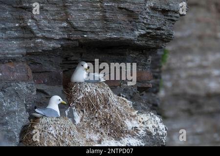 Dreizehenmöwe, auf ihr Nest in der Steilwand, Felswand, Dreizehen-Möwe, Möwe, Möwen, Dreizehenmöve, Rissa tridactyla, Kittiwake, Schwarzbein Kittiw Stockfoto