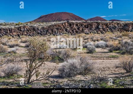 Basaltschicht, Aschekegel, Kreosotbüsche, Bleistiftkcholla, Aikens Mine Road, Cinder Cones Lava Beds, Mojave National Preserve, Kalifornien, USA Stockfoto