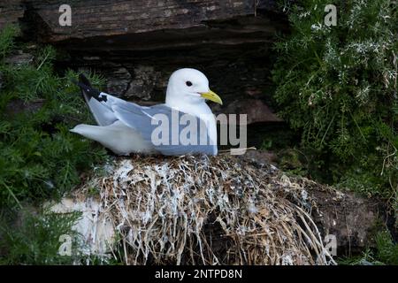 Dreizehenmöwe, auf ihr Nest in der Steilwand, Felswand, Dreizehen-Möwe, Möwe, Möwen, Dreizehenmöve, Rissa tridactyla, Kittiwake, Schwarzbein Kittiw Stockfoto