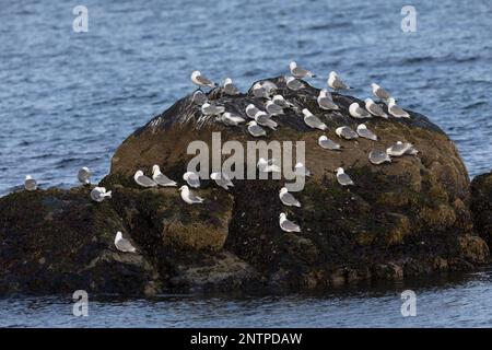 Dreizehenmöwe, Dreizehen-Möwe, Möwe, Möwen, Trupp, Schwarm, Dreizehenmöve, Rissa tridactyla, Kittiwake, Schwarzbein Kittiwake, La Mouette-Tridactyle Stockfoto