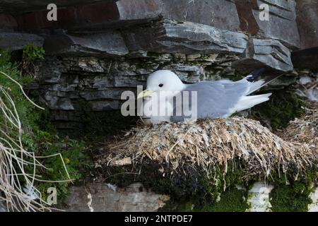 Dreizehenmöwe, auf ihr Nest in der Steilwand, Felswand, Dreizehen-Möwe, Möwe, Möwen, Dreizehenmöve, Rissa tridactyla, Kittiwake, Schwarzbein Kittiw Stockfoto