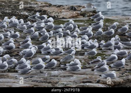 Dreizehenmöwe, Dreizehen-Möwe, Möwe, Möwen, Trupp, Schwarm, Dreizehenmöve, Rissa tridactyla, Kittiwake, Schwarzbein Kittiwake, La Mouette-Tridactyle Stockfoto