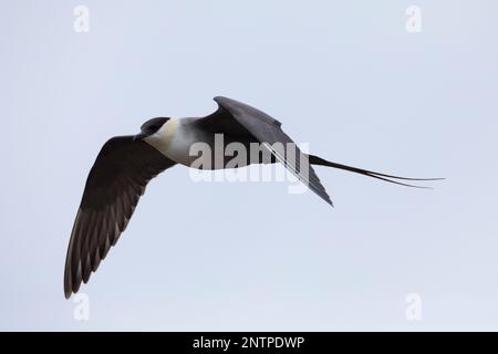 Falkenraubmöwe, Falken-Raubmöwe, Flug, Flugbild, fliegend, Raubmöwe, Raubmöwen, Stercorarius longicaudus, Langschwanzskua, langschwanzjäger, Flug Stockfoto